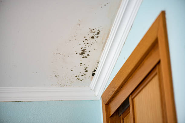 Best Residential Mold Remediation in Black Diamond, FL