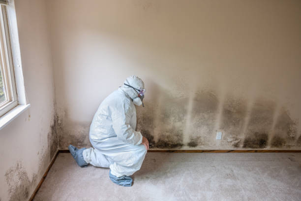 Best Bathroom Mold Remediation in Black Diamond, FL