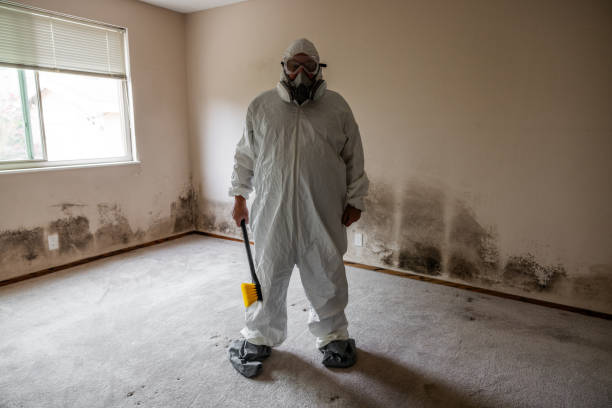Best Attic Mold Remediation in Black Diamond, FL